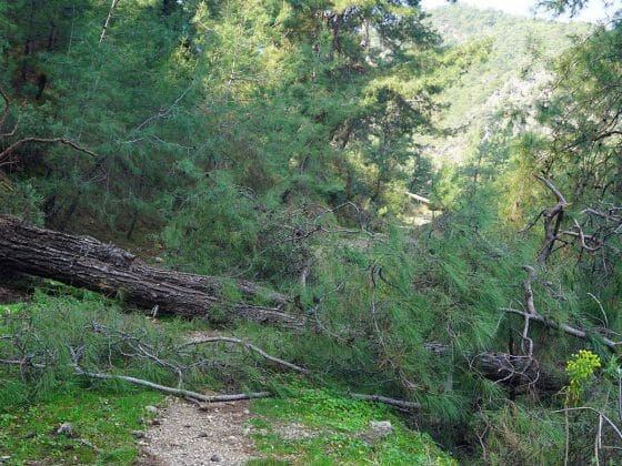 Tree blocking road