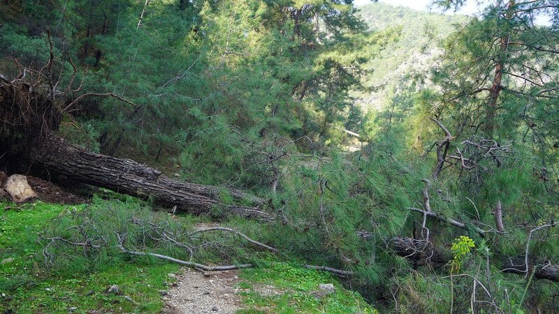 Tree blocking road