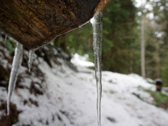 Borjomi National Park